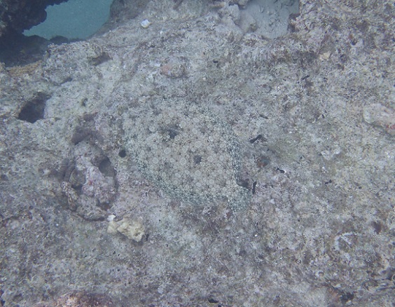 Well-hidden peacock flounder at Uonukuhihifo